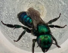 Green Small-Mason thumbnail 1