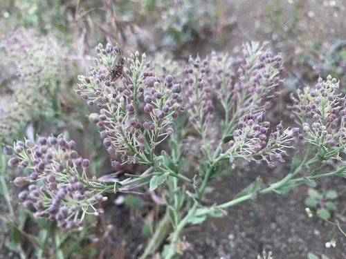 hairy white-top