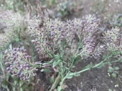 hairy white-top thumbnail 1