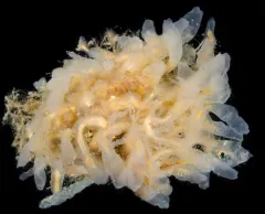 Tunic-Band Compound Tunicate thumbnail 2