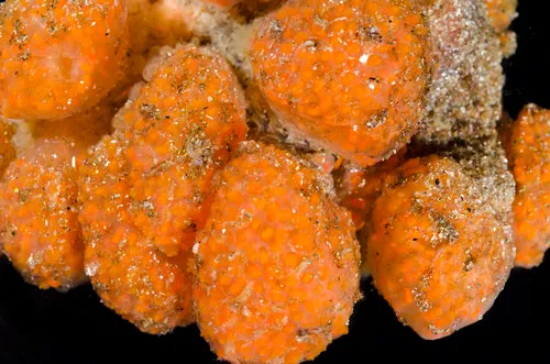 Ritterella pulchra