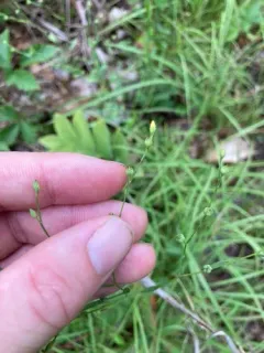 Virginia Flax thumbnail 1