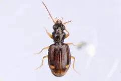 Bembidion frontale thumbnail 1