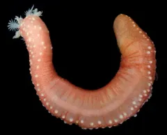 Albatross Footless Sea Cucumber thumbnail 1
