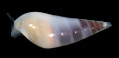 Vitreolina columbiana thumbnail 2