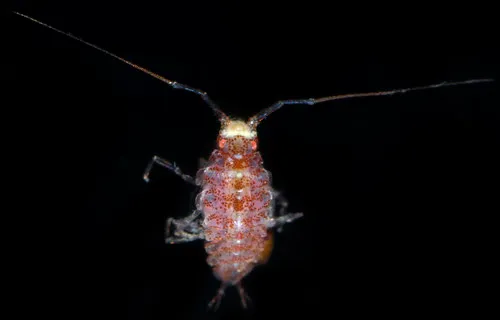 Ianiropsis serricaudis