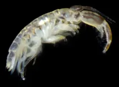 Americorophium brevis thumbnail 1