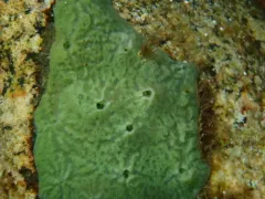 Corvospongilla novaeterrae thumbnail 1