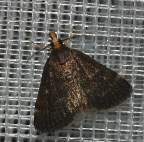 Merrick's Crambid Moth