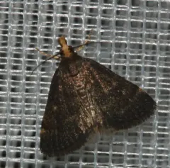 Merrick's Crambid Moth thumbnail 1