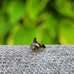 Quince Treehopper thumbnail 2