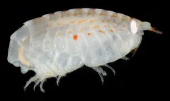 Lepidepecreum gurjanovae thumbnail 3
