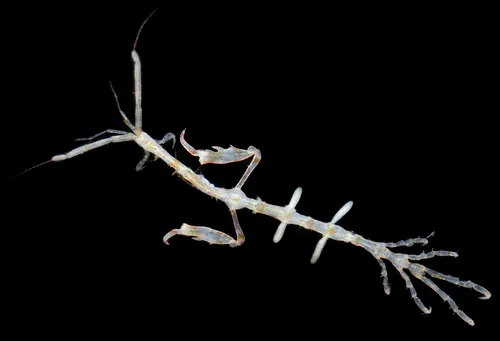 Caprella irregularis