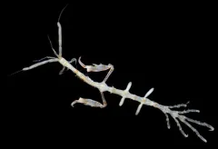 Caprella irregularis thumbnail 1