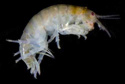 Apohyale anceps