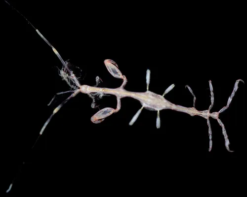 Caprella mendax