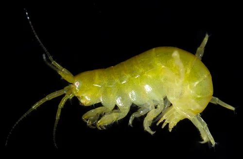 Ampithoe dalli