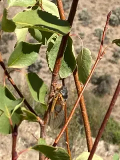 Orange-margined Cicada thumbnail 1