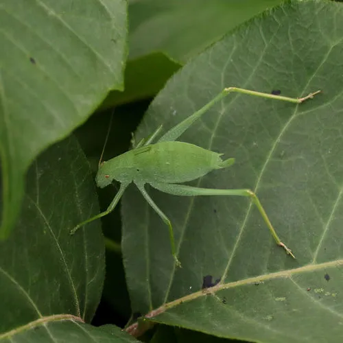 Oblong-winged Katydid