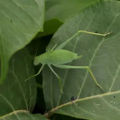 Oblong-winged Katydid thumbnail 1