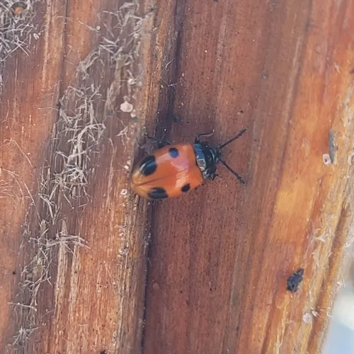 Two-spotted Handsome Fungus Beetle