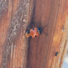 Two-spotted Handsome Fungus Beetle thumbnail 1