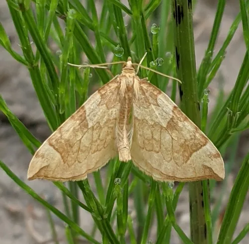Currant Eulithis Moth