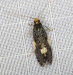 Orange-headed monopis thumbnail 3