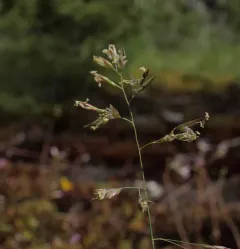 marsh bluegrass thumbnail 4