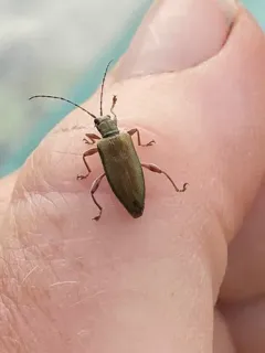 Tuberculate reed beetle thumbnail 2