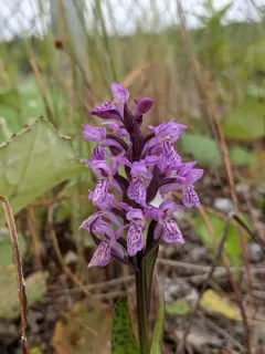 Southern Marsh-orchid thumbnail 2