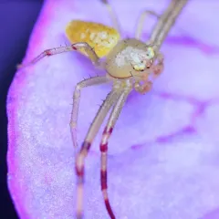 American Green Crab Spider thumbnail 3