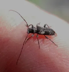 Mixed-spotted Flatface Sawyer thumbnail 4