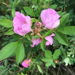 swamp rose thumbnail 4