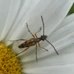 Slender Flower Longhorn Beetle thumbnail 2