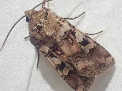Lillooet Dart thumbnail 1
