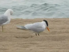 Royal Tern thumbnail 4