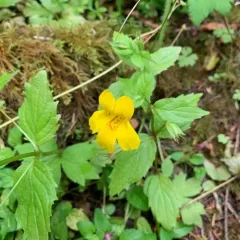 Coastal Monkeyflower thumbnail 3