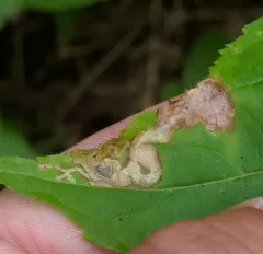 Aulagromyza orbitalis thumbnail 2