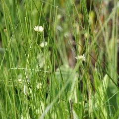 white beak-sedge thumbnail 4
