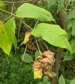 leafcurl ash aphid thumbnail 2