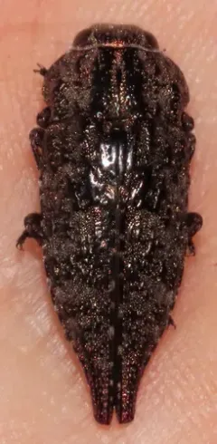 Dicerca pectorosa thumbnail 3