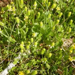 Alkali Buttercup thumbnail 4