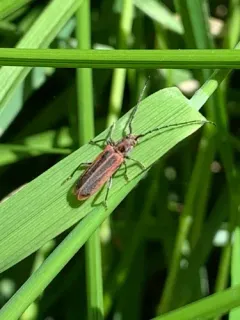 Holopleura marginata thumbnail 3