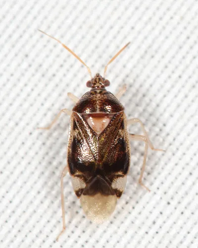 Deraeocoris davisi