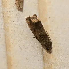 Ragweed Borer Moth thumbnail 3