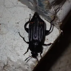 Red-lined Carrion Beetle thumbnail 2