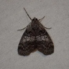 Maple Webworm Moth thumbnail 4