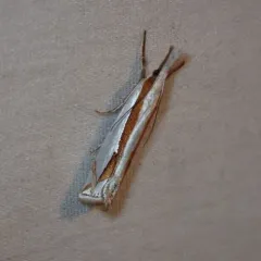 Girard's Grass-veneer thumbnail 3