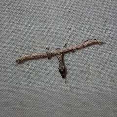 Eupatorium Plume Moth thumbnail 3